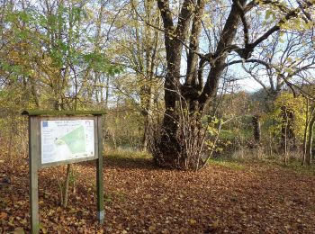 Tocht Te voet Königslutter am Elm - Zielwanderweg Erkerode-Heinrichsruh - Photo