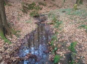 Excursión A pie Höchst im Odenwald - Rundwanderweg Höchst Obrunnschlucht 4: Obrunn-Weg - Photo