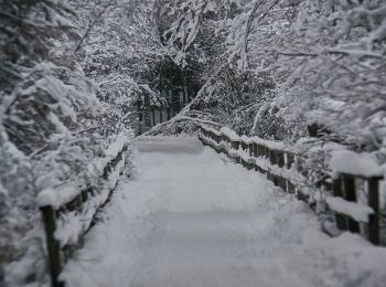 Trail On foot  - Hällmarksslingan - Photo