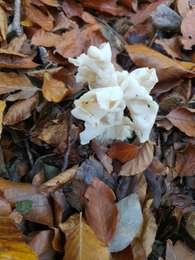 Tour Wandern Nandrin - boucle des pylônes en forêt - Photo