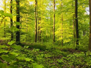 Tour Zu Fuß Bad Schwalbach - Nordic Walking Park 12 - Photo