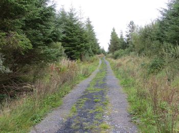 Trail On foot Ballinasloe Municipal District - Cortoon - Photo