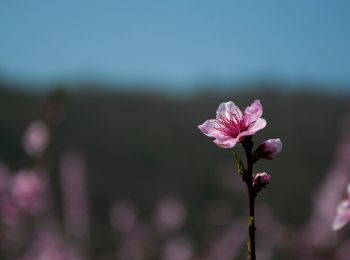 Tour Zu Fuß Collebeato - Sentiero delle creste - Photo