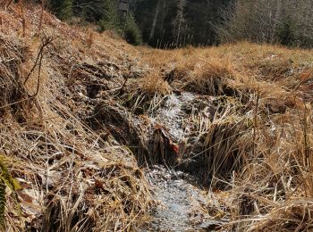 Trail Mountain bike Stoumont - les marcassins de Rahier - Photo