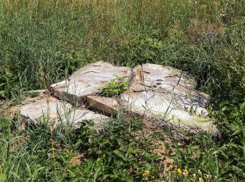 Excursión A pie Gemeinde Ottenschlag - Mohnstrudelweg 13 O'zwickte - Photo