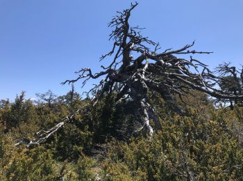 Excursión Senderismo La Bastide - Tour Lachens  - Photo