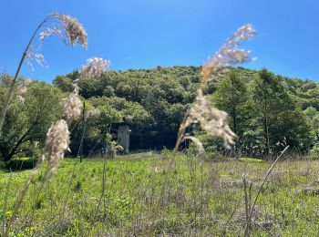 Randonnée A pied Andernach - Traumpfad Höhlen- und Schluchtensteig Kell - Photo