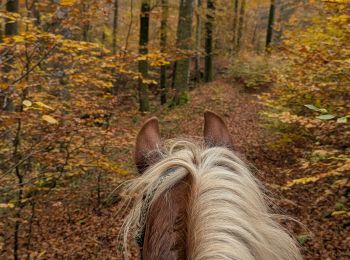 Tour Reiten Sucht - suuntoapp-HorsebackRiding-2024-11-10T08-15-44Z - Photo