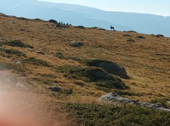 Tocht Stappen Angoustrine-Villeneuve-des-Escaldes - Le bram du cerf - Photo