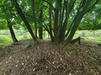 Trail Walking Antwerp - ochtend - foto - wandelen - Photo