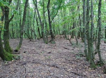 Percorso A piedi Gemeinde Donnerskirchen - Kelten- und Wein-Rundgang - Photo