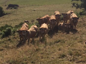 Tour Wandern Condom-d'Aubrac - Bouyssou haut 3 - Photo