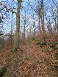 Tocht Stappen Pepinster - A la découverte de Soiron avec Koda 🥾🐕 - Photo