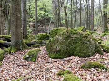 Randonnée A pied Ilsenburg - Ilsenburg - Plessenburg - Darlingerode - Photo