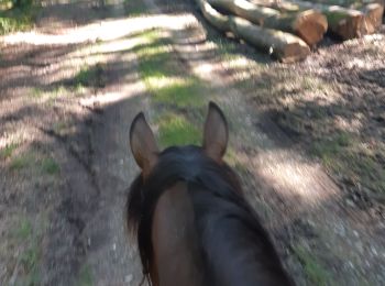 Trail Horseback riding Bouquetot - hauville brotonne - Photo