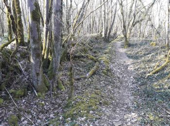 Tour Mountainbike Chaumont - Confinement - 10km - Photo