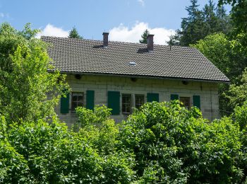 Percorso A piedi Wallenfels - Höhenweg - Photo