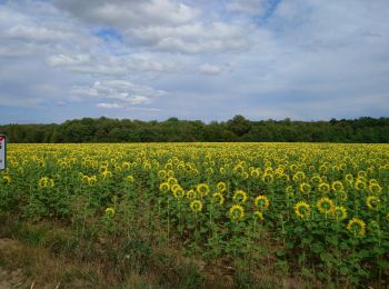 Percorso Marcia Azay-sur-Cher - Azay-sur-Cher - le Grais - 13.1km 100m 2h55 - 2023 07 12 - Photo