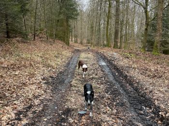 Trail Walking Neufchâteau - Granvoir - Photo