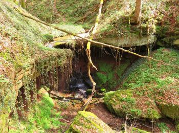 Randonnée A pied  - Hexenklamm - Photo