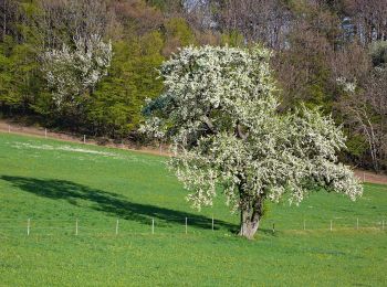 Trail On foot Gemeinde Alland - Augustinerhütte - Zobelhof - Photo