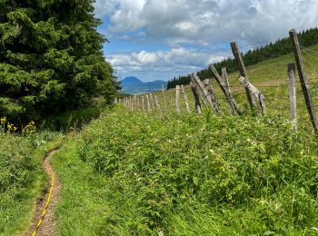 Tocht Stappen Orcival - Lac de Servières à partir du Café du Lac - Photo