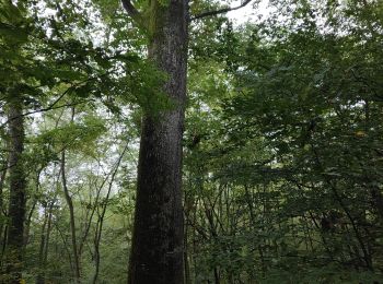 Randonnée Marche Mittelbergheim - Boucle des châteaux d'Andlau et du Sepsbourg - Photo