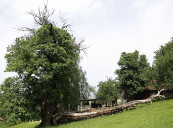 Tocht Te voet Gamlitz - Steinbach - Südsteir. Weinstraße - Eckberg - Photo