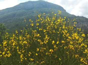 Tour Wandern Rémuzat - Remuzat,Montrond - Photo