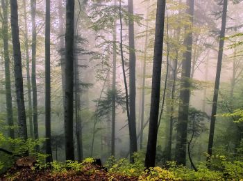 Randonnée A pied  - Cheia - Pasul Bratocea - Photo