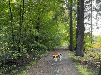 Tocht Stappen Libramont-Chevigny - Libramont Bois de Bernihé parcours BD - Photo