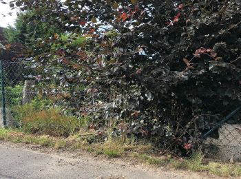 Percorso A piedi Neuensalz - Wanderweg Gelber Balken Raum Zwickau - Photo