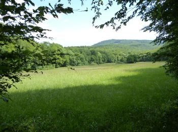 Tocht Te voet Kelkheim - Hollerbusch: Milan - Photo