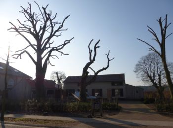 Percorso A piedi Lommel - Heuvelse Heide Oranje bol - Photo