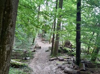 Trail Walking Echternach - mullerthal rando E1 . echternach . berdorf . echtrnach . via gorge du loup - Photo