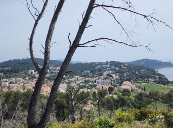 Tour Wandern Saint-Mandrier-sur-Mer - saint mandrier sur mer - Photo