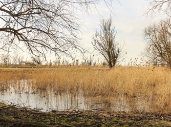 Randonnée A pied Lelystad - Moeraspad - Photo