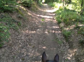 Trail Horseback riding Rochefort - boucle départ navaugle  - Photo