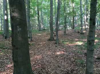 Tour Zu Fuß Nentershausen - Premiumweg P18 Tannenburg - Photo