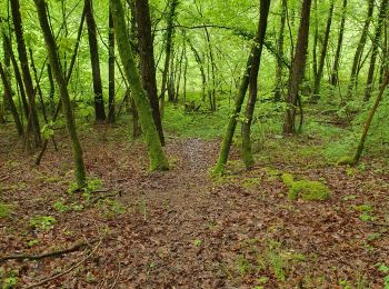 Tocht Stappen Laines-aux-Bois - grande vallée (dure) 7.5km réel - Photo