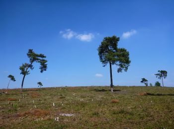 Trail On foot Bergen - Wandelroute Broederbos - Photo