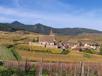 Excursión Paseo ecuestre Kaysersberg-Vignoble - 2019-10-26 CDTE67 Tournage Video Promotion TE - Photo