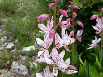 Trail Walking Melve - Melve Rando Pivoines, avec la RSPG : https://www.rspg05.org/ - Photo