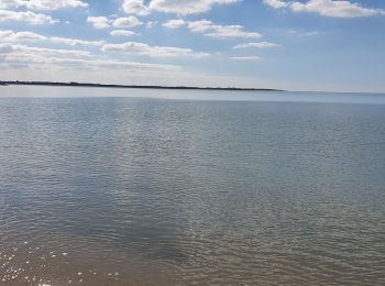 Excursión Senderismo Berck - Berck - baie d'Authie - Photo