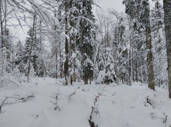 Percorso Racchette da neve Châtelblanc - parc polaire petite boucle - Photo