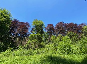 Trail Walking Oud-Heverlee - Sint-Joris-Weert (Forêt de Meerdaal) - Photo