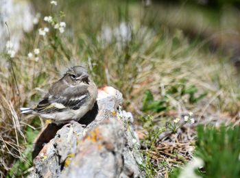 Randonnée Marche Les Angles - Lacs des camporells par les Bouillouses - Photo