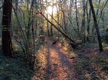 Trail Walking Sainte-Foy-de-Belvès - Doissat 17,5km - Photo