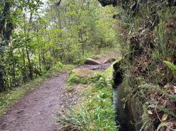 Tocht Stappen São Roque do Faial - Le long de la levada do Furado - Photo