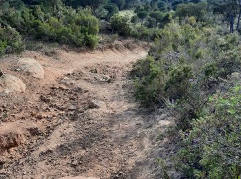 Tocht Stappen Vidauban - Vidauban- la Savoie - le grand Peyloubier - Photo